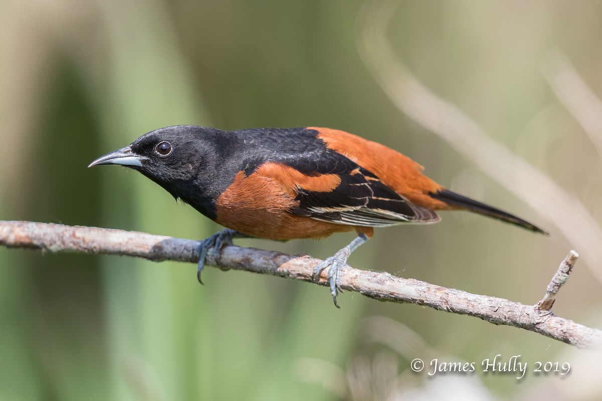 Orchard Oriole - ML192821531
