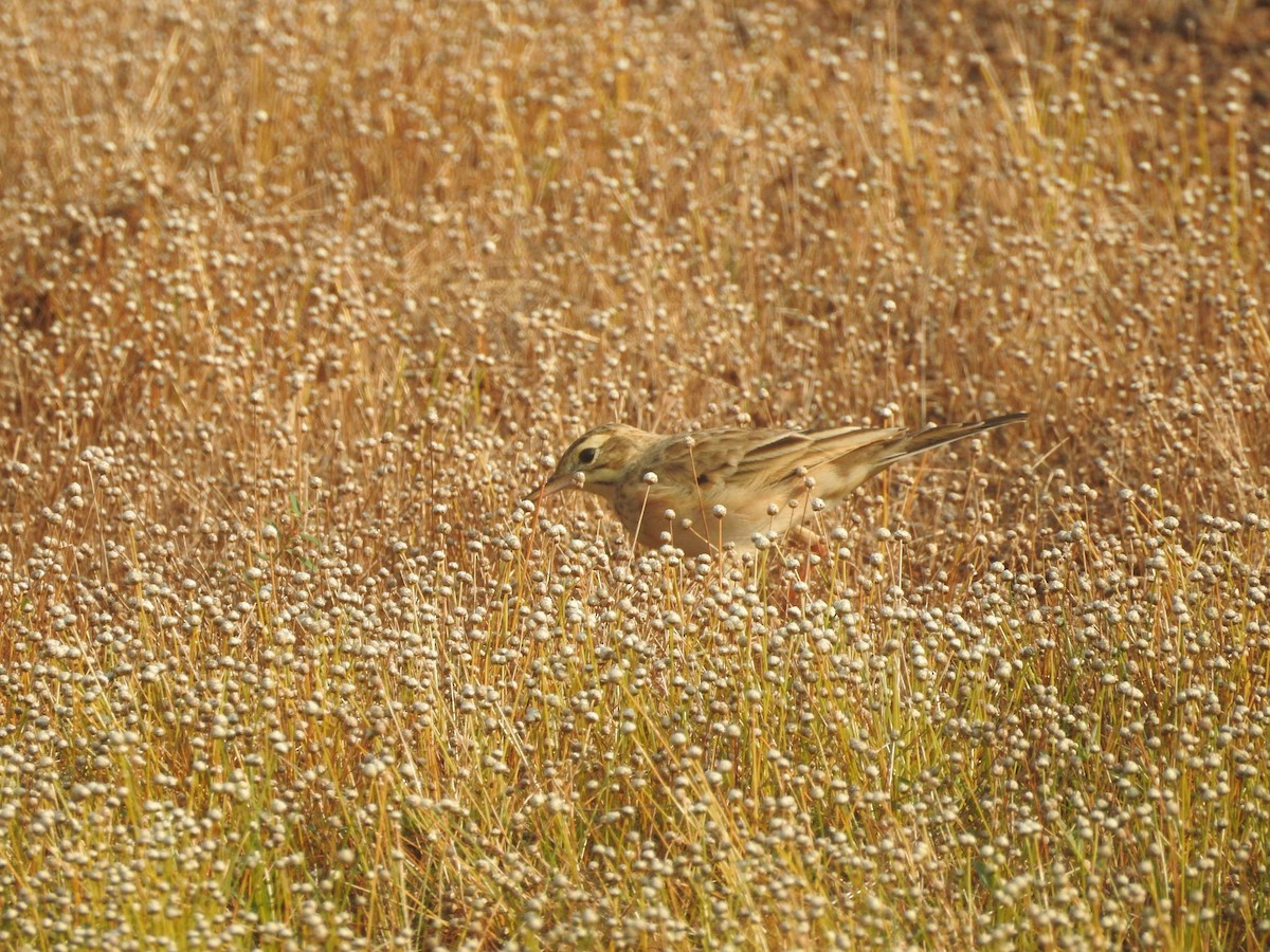 Paddyfield Pipit - ML192822511