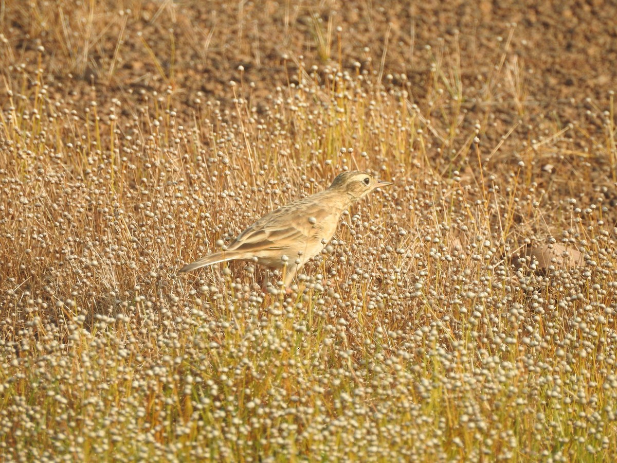 Paddyfield Pipit - ML192822521