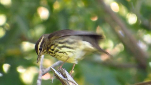 Northern Waterthrush - ML192823411