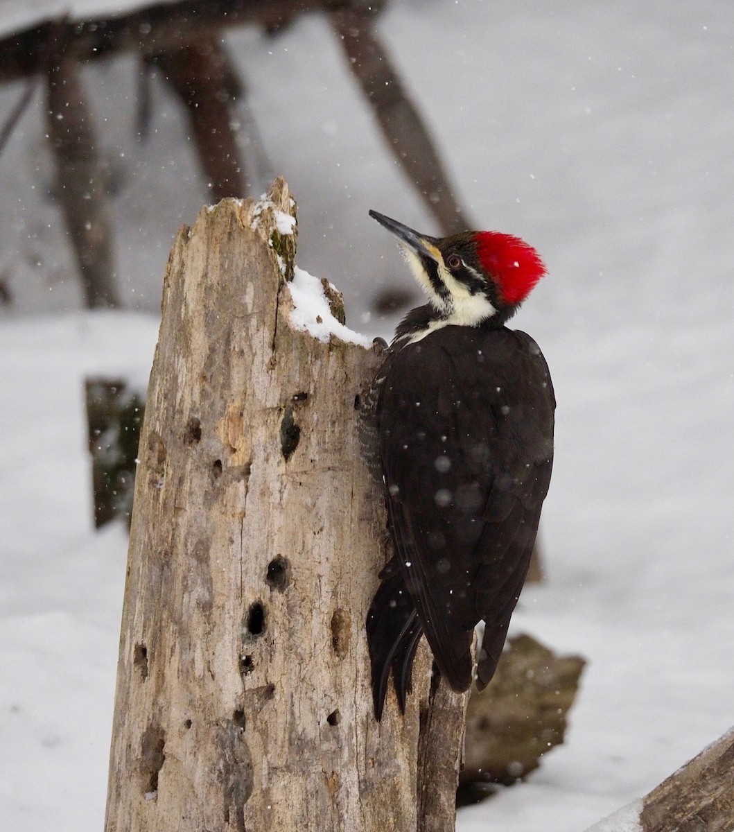 Pileated Woodpecker - ML192823461