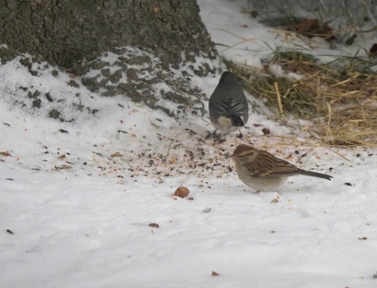 Chipping Sparrow - ML192823481