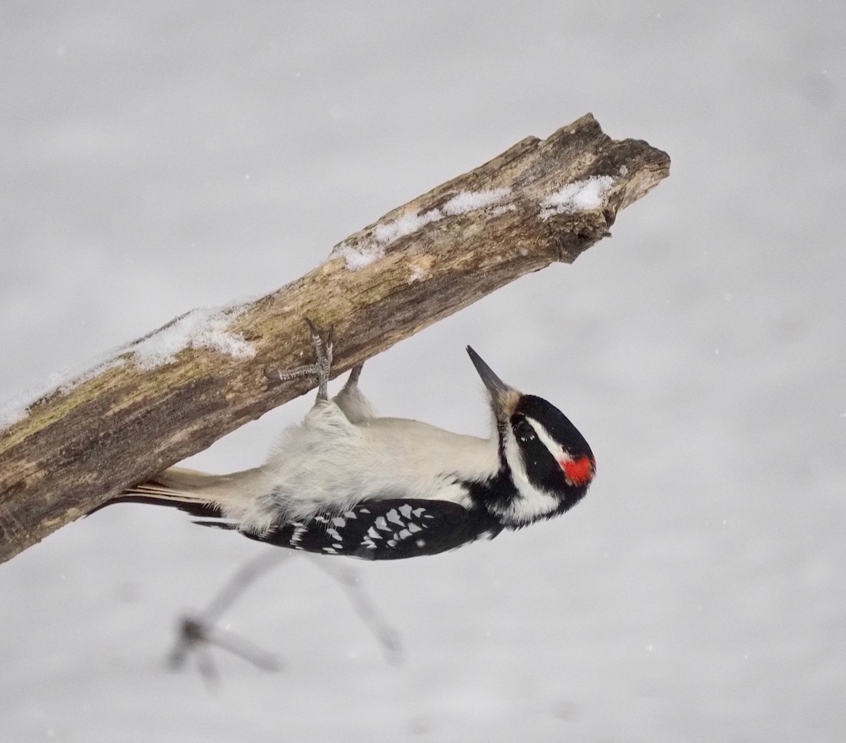 Hairy Woodpecker - ML192823511