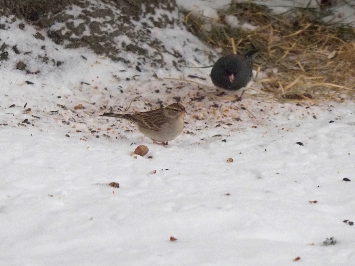 Chipping Sparrow - ML192823601