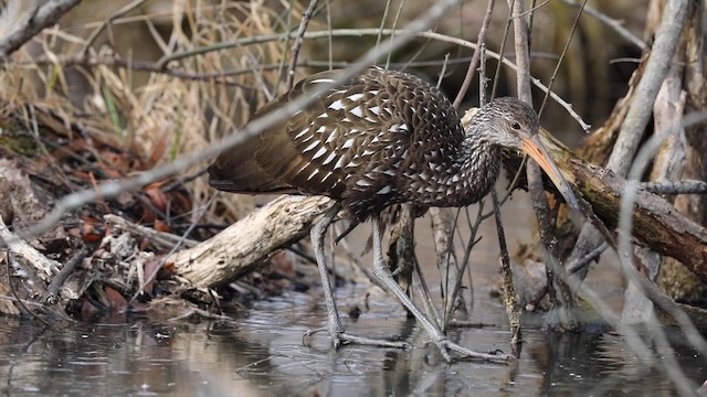 Limpkin - ML192824921