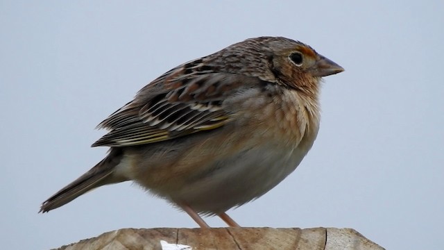 Grasshopper Sparrow - ML192825241