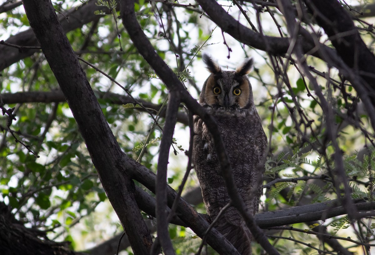 Long-eared Owl - James McKay