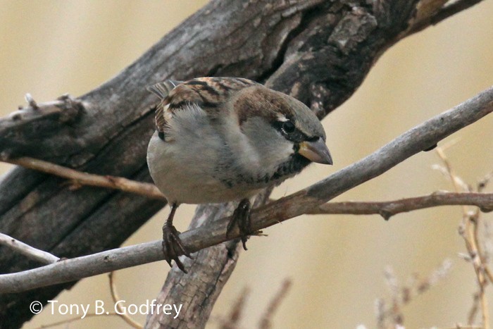 House Sparrow - ML192825661