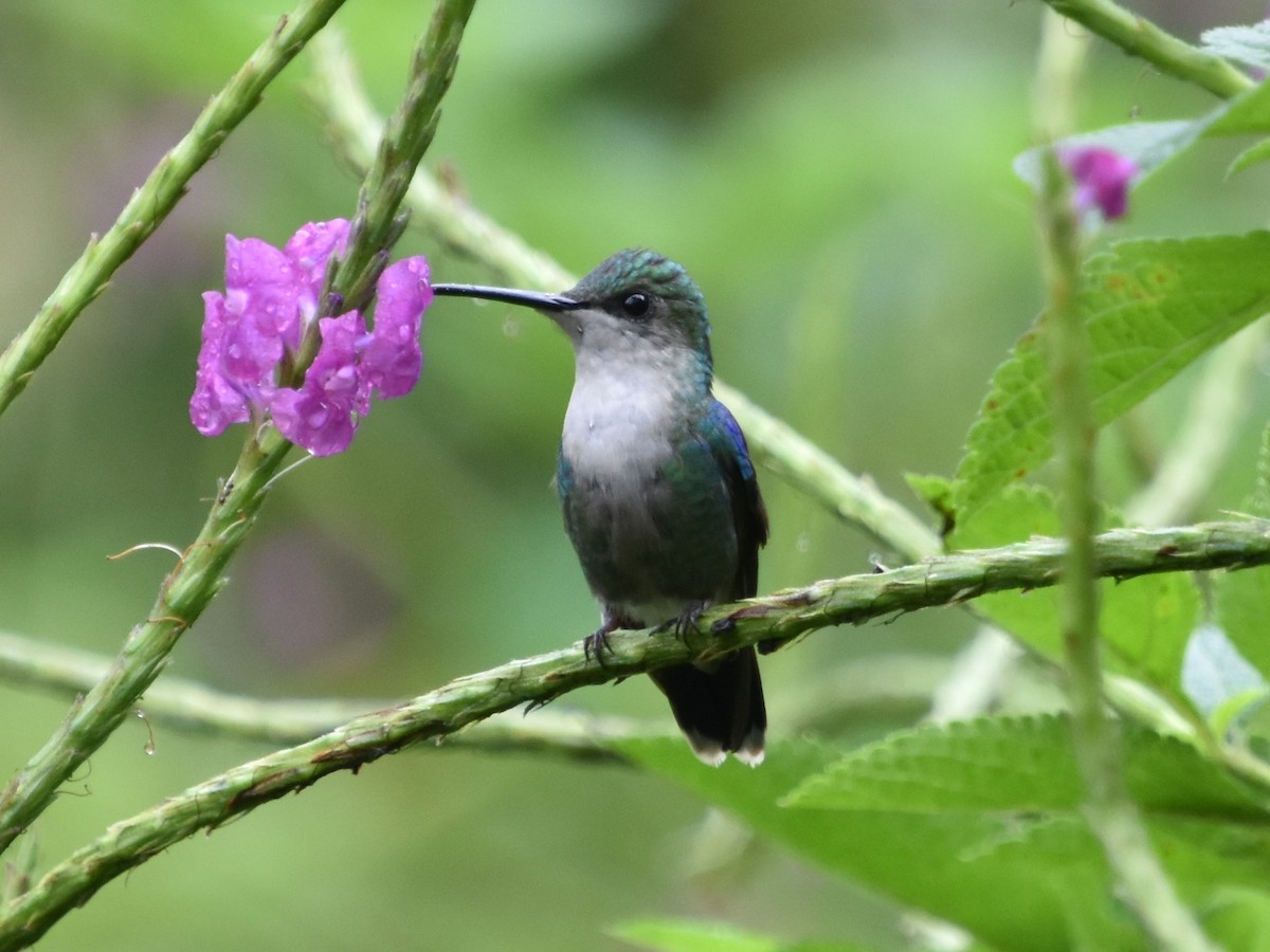 kolibřík vidloocasý - ML192825811