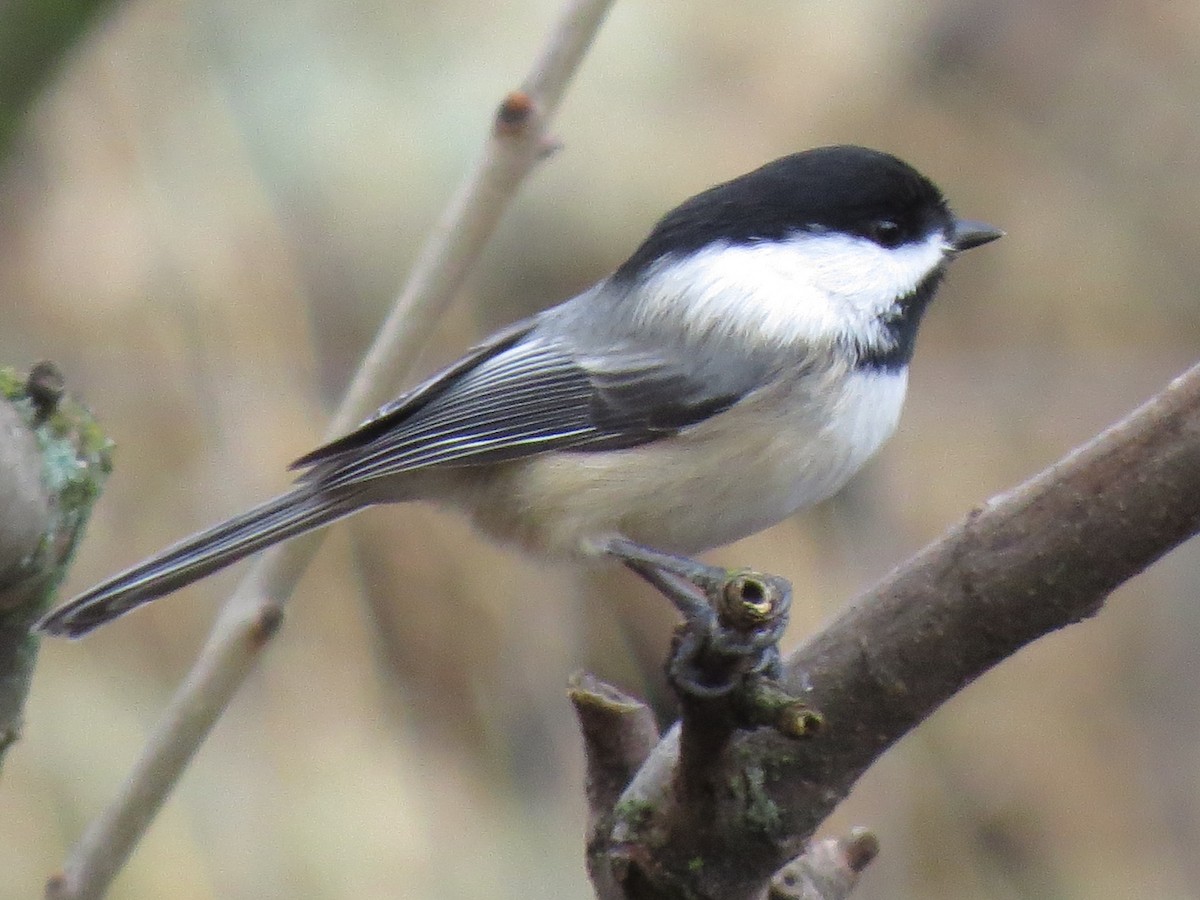 Black-capped Chickadee - ML192827931