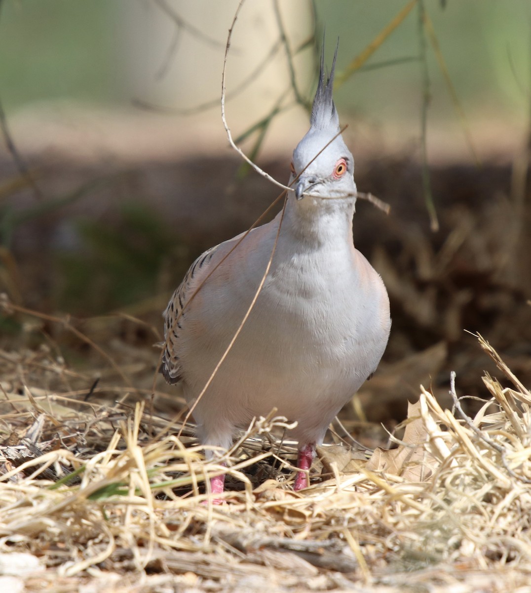 Crested Pigeon - ML192828161