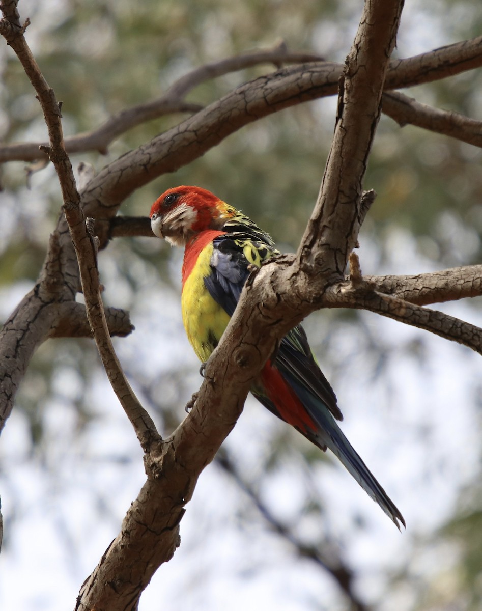 Eastern Rosella - ML192828201