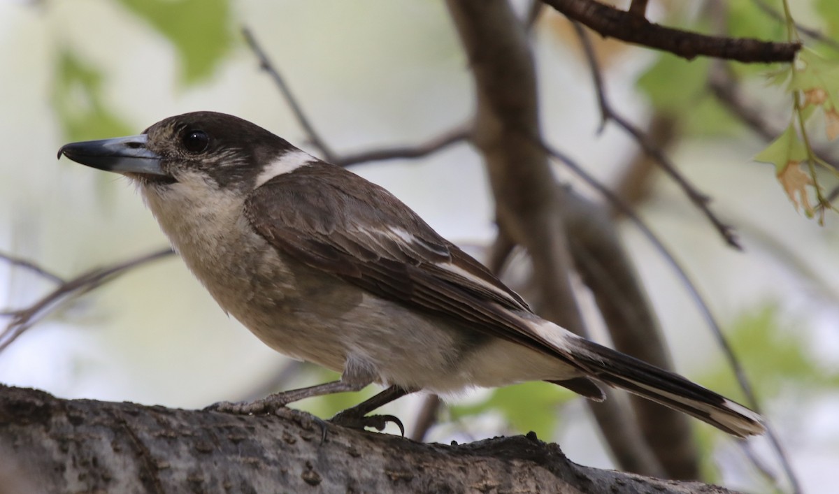 Gray Butcherbird - ML192828271