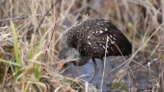 Limpkin - ML192828531