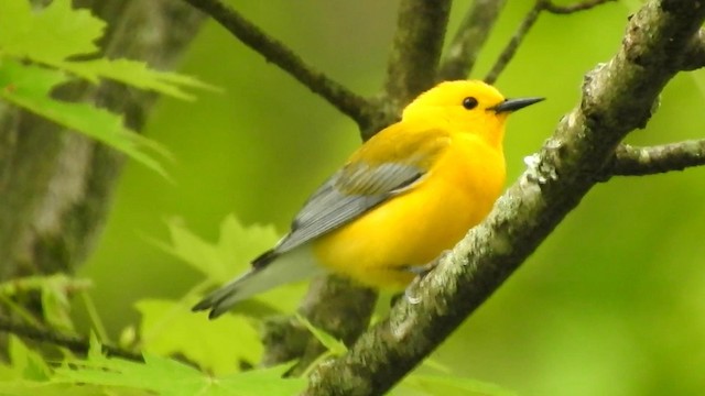 Prothonotary Warbler - ML192828571