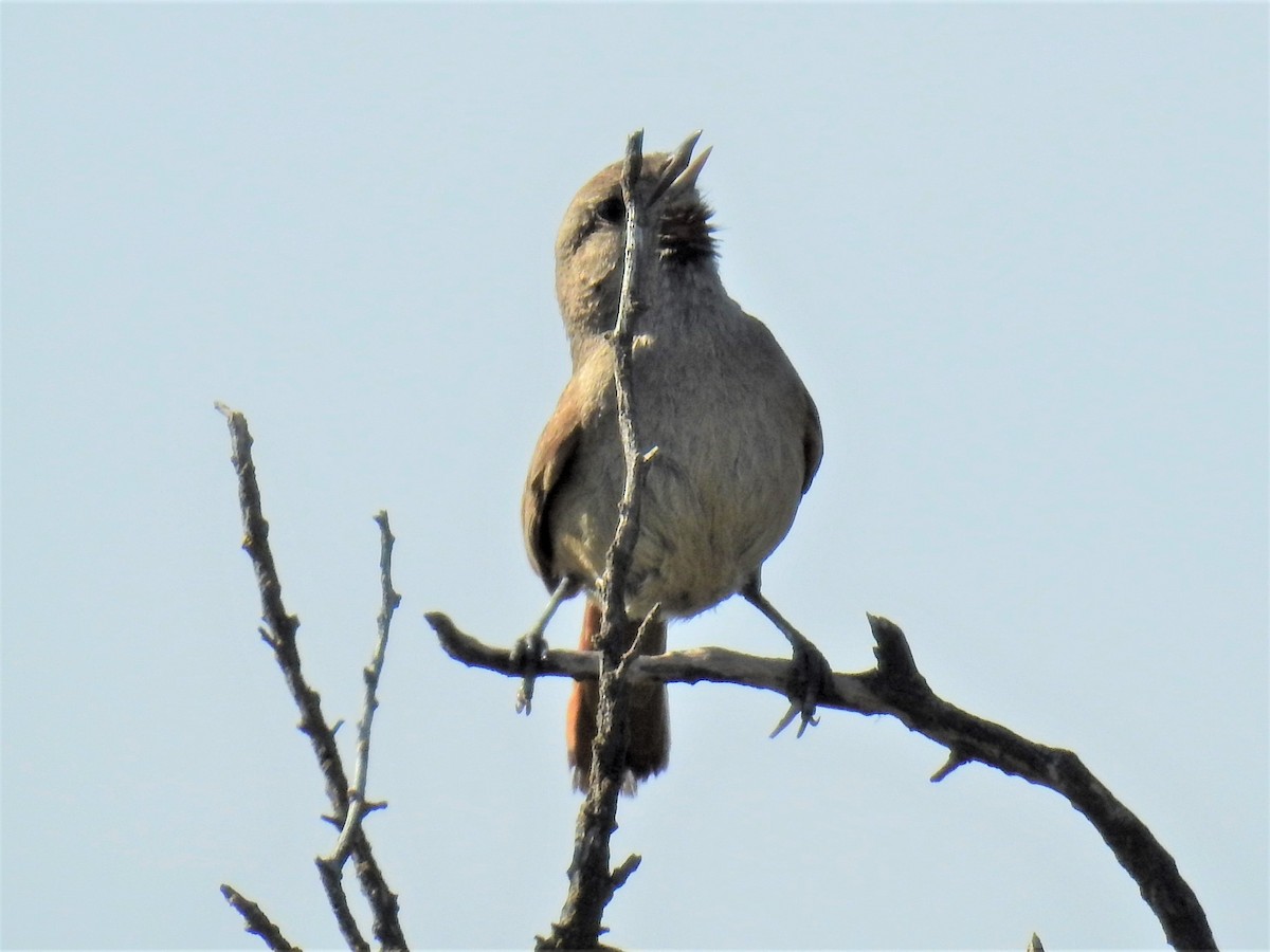 Short-billed Canastero - ML192828591