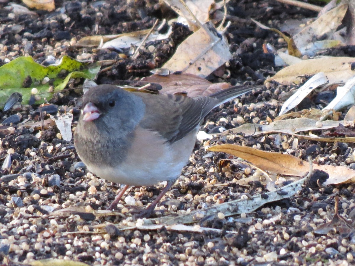 Dark-eyed Junco (Oregon) - ML192831111