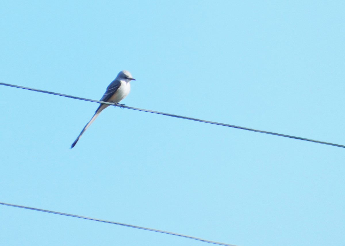 Scissor-tailed Flycatcher - ML192831831