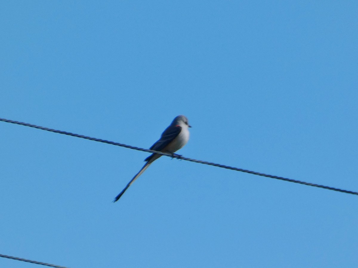 Scissor-tailed Flycatcher - ML192831931