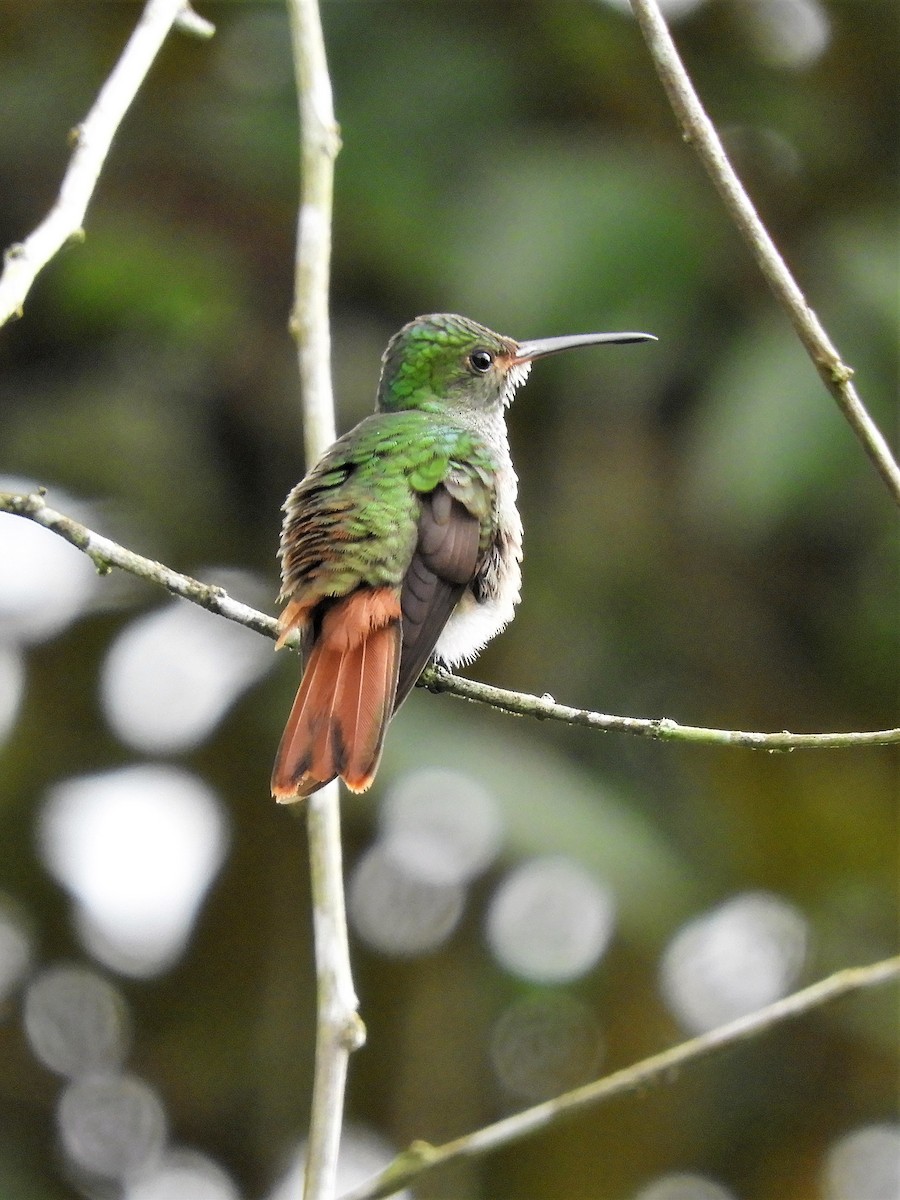 Rufous-tailed Hummingbird - Sheila Nale