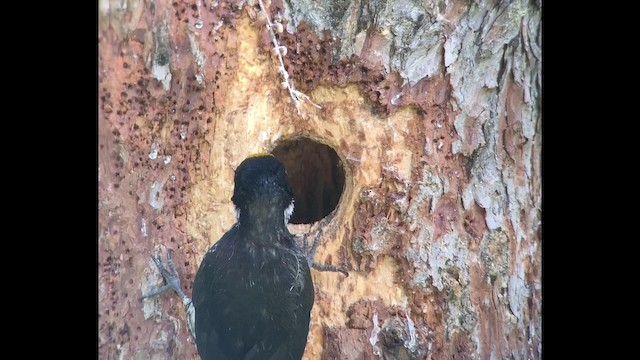 Black-backed Woodpecker - ML192832111