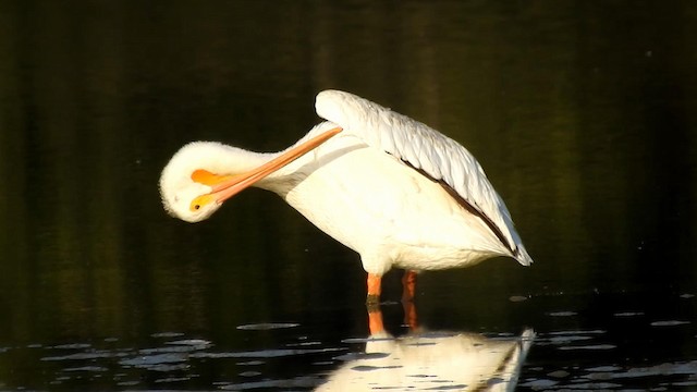 pelikán severoamerický - ML192832211