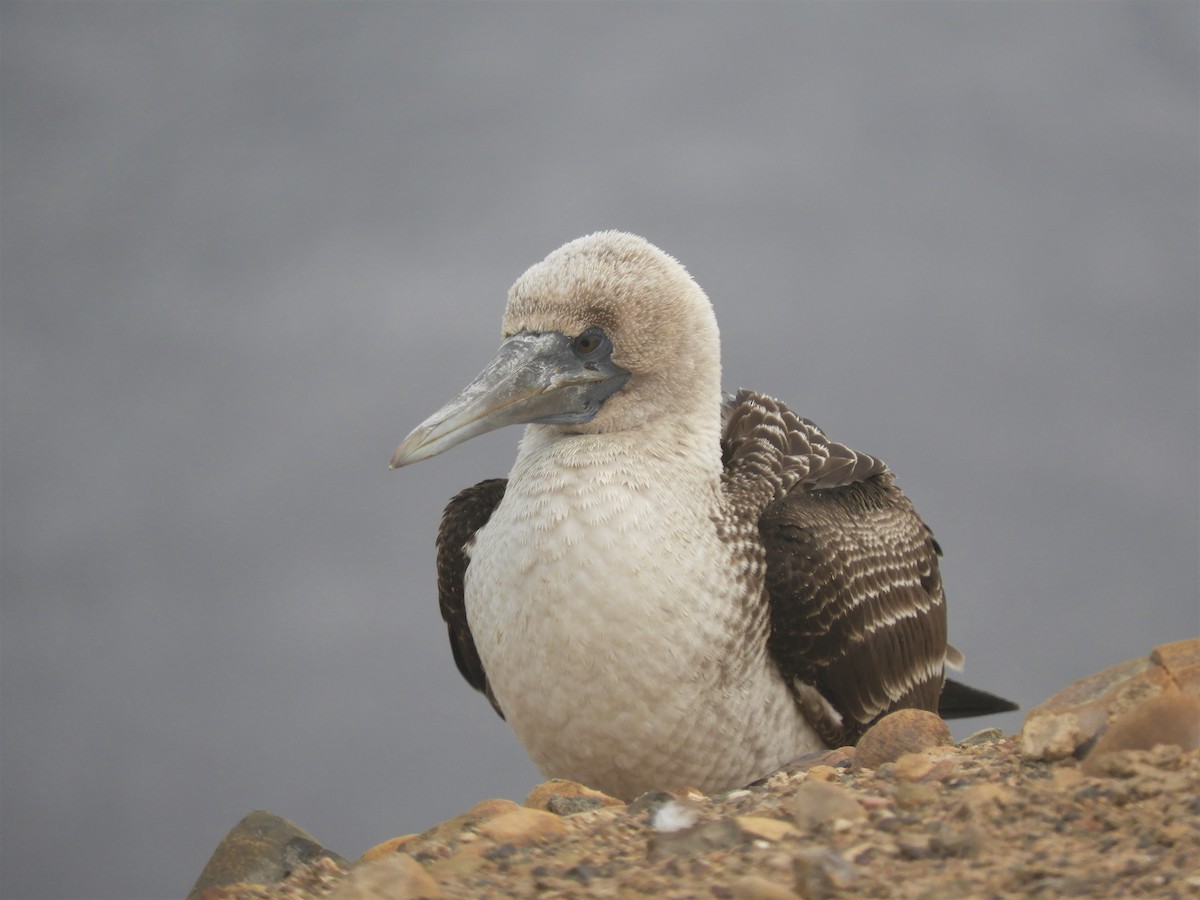 Peruvian Booby - Cliff Cordy