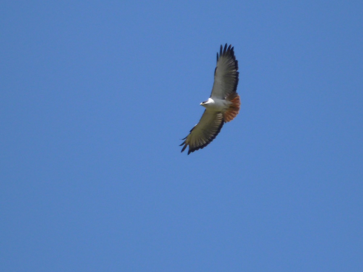 Augur Buzzard (Augur) - ML192832681