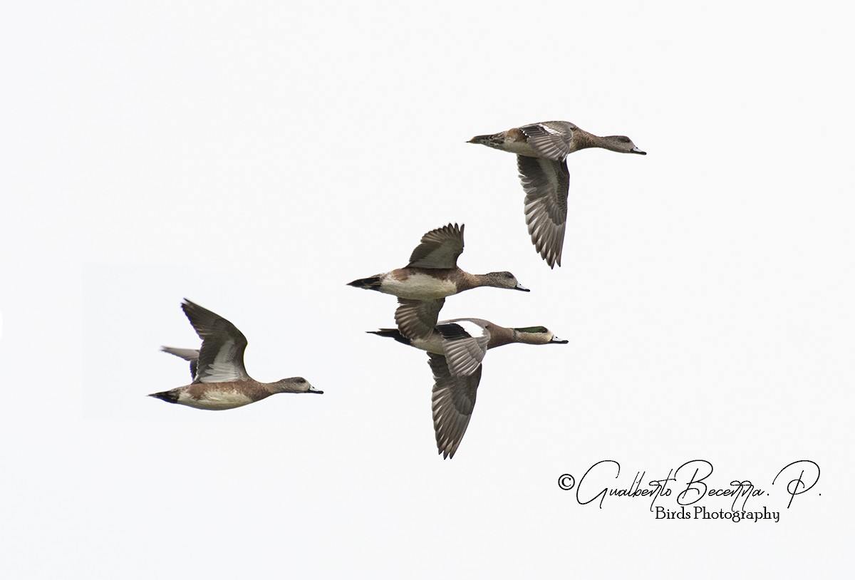 American Wigeon - Gualberto Becerra