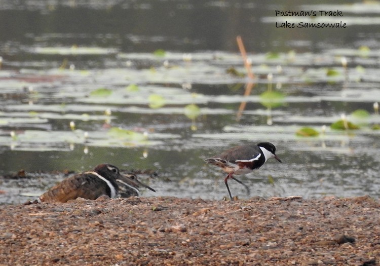 Red-kneed Dotterel - ML192834051