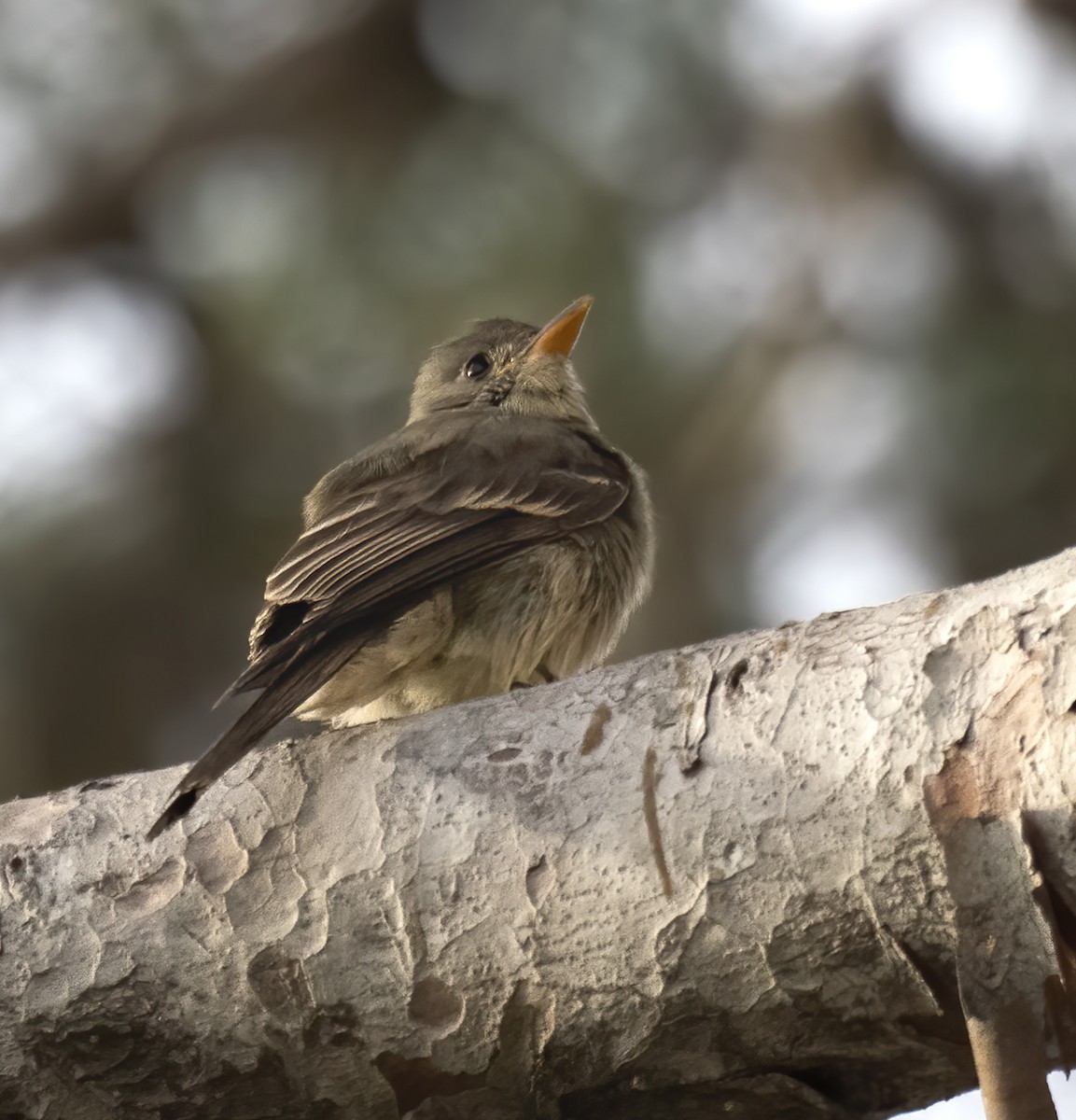 Greater Pewee - Ron Grabyan