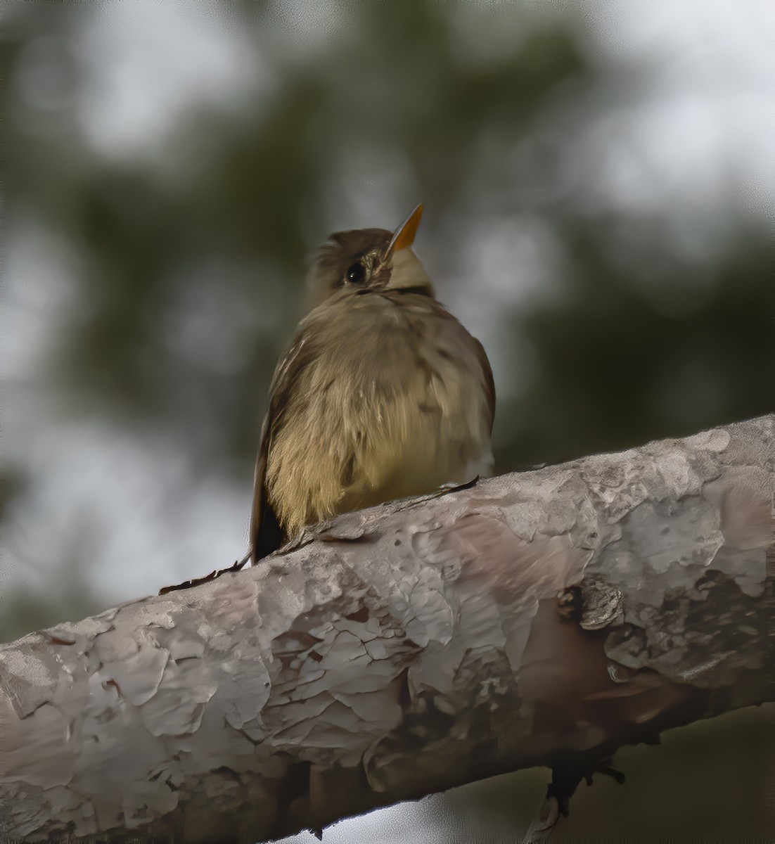 Greater Pewee - Ron Grabyan