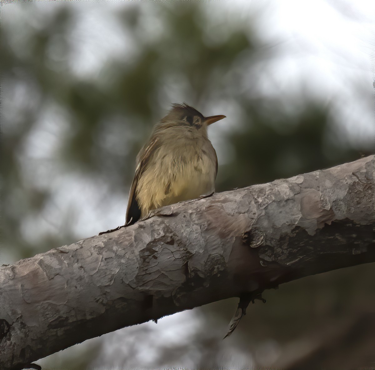 Greater Pewee - Ron Grabyan
