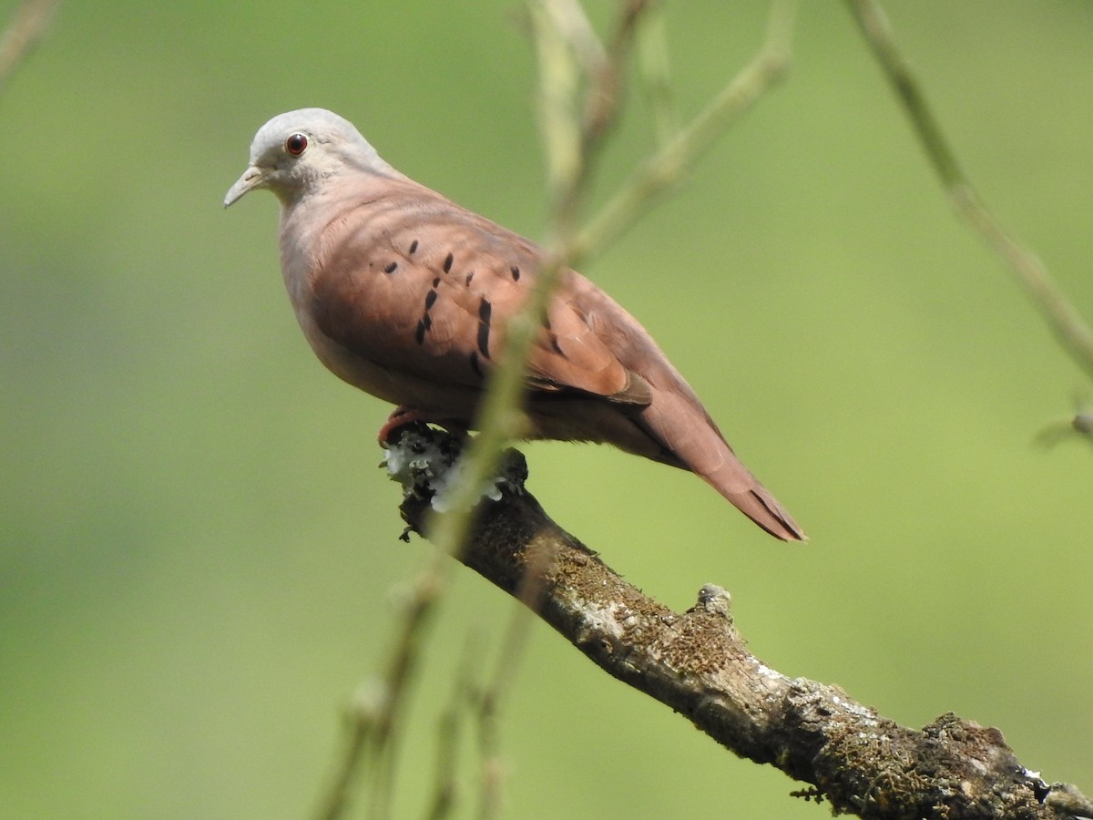 Ruddy Ground Dove - ML192834731