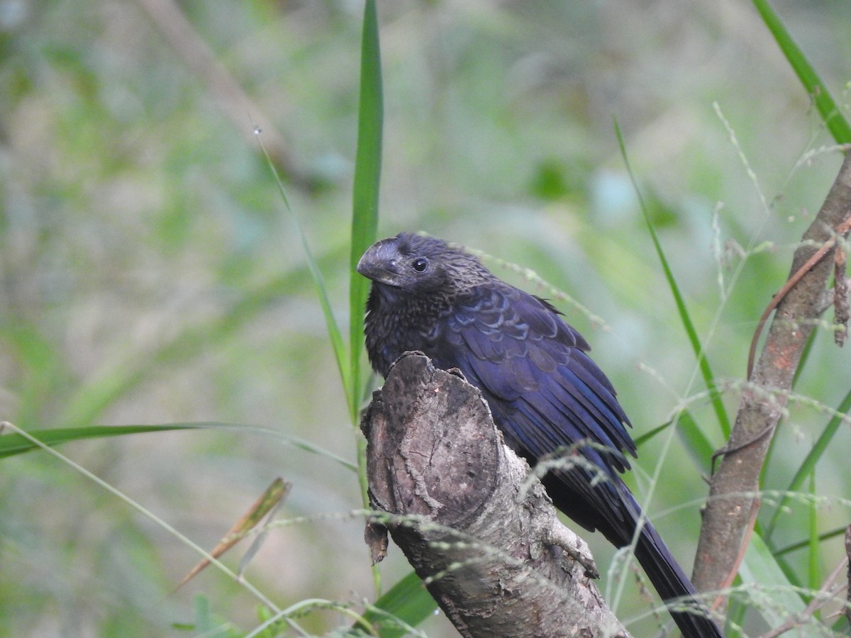 Smooth-billed Ani - Alberto Peña