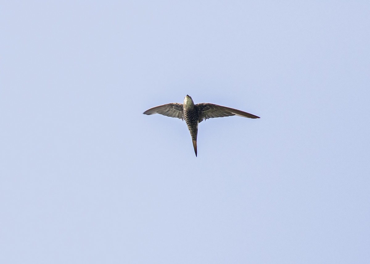 Pacific Swift - ML192834921