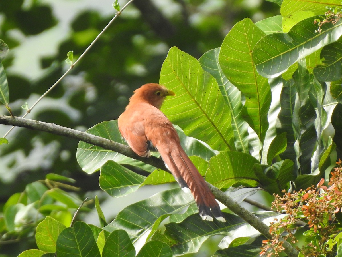 Squirrel Cuckoo - ML192835091