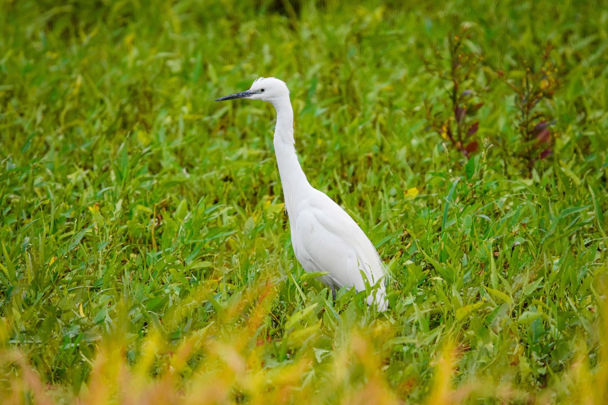 Little Egret - ML192835251