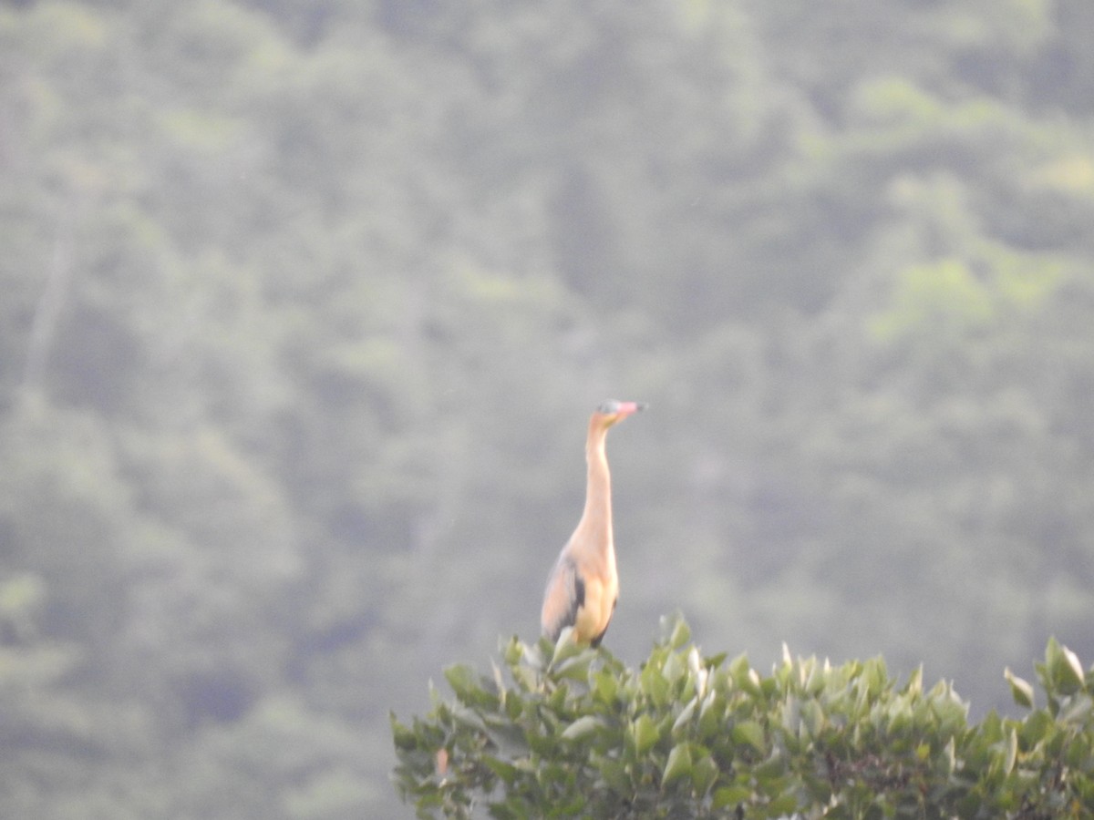 Whistling Heron - ML192835411