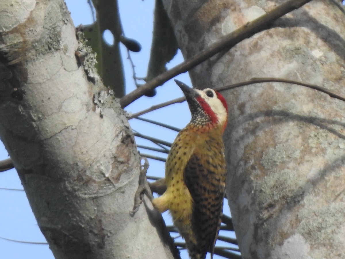 Spot-breasted Woodpecker - ML192835631
