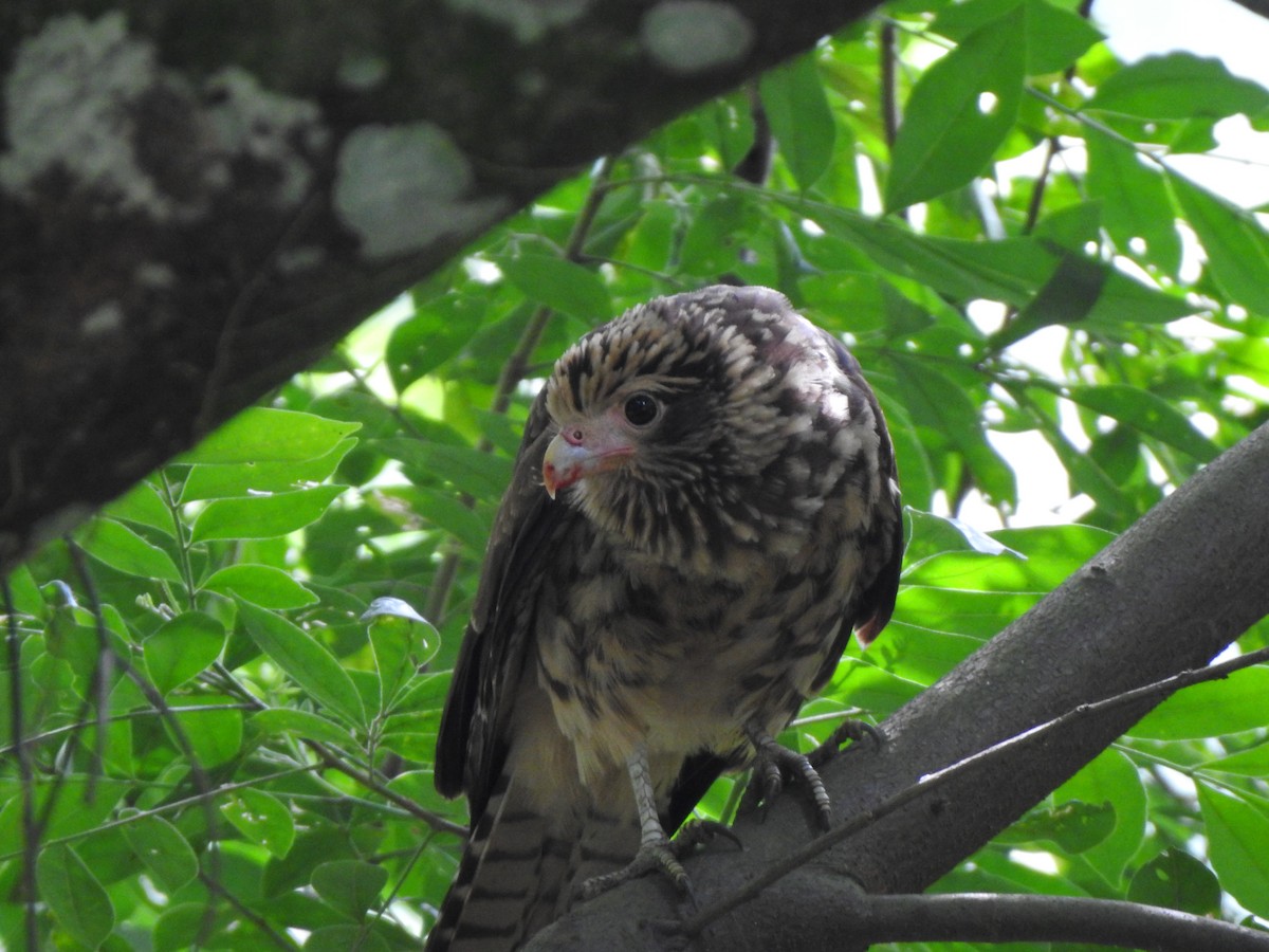 Yellow-headed Caracara - ML192835681