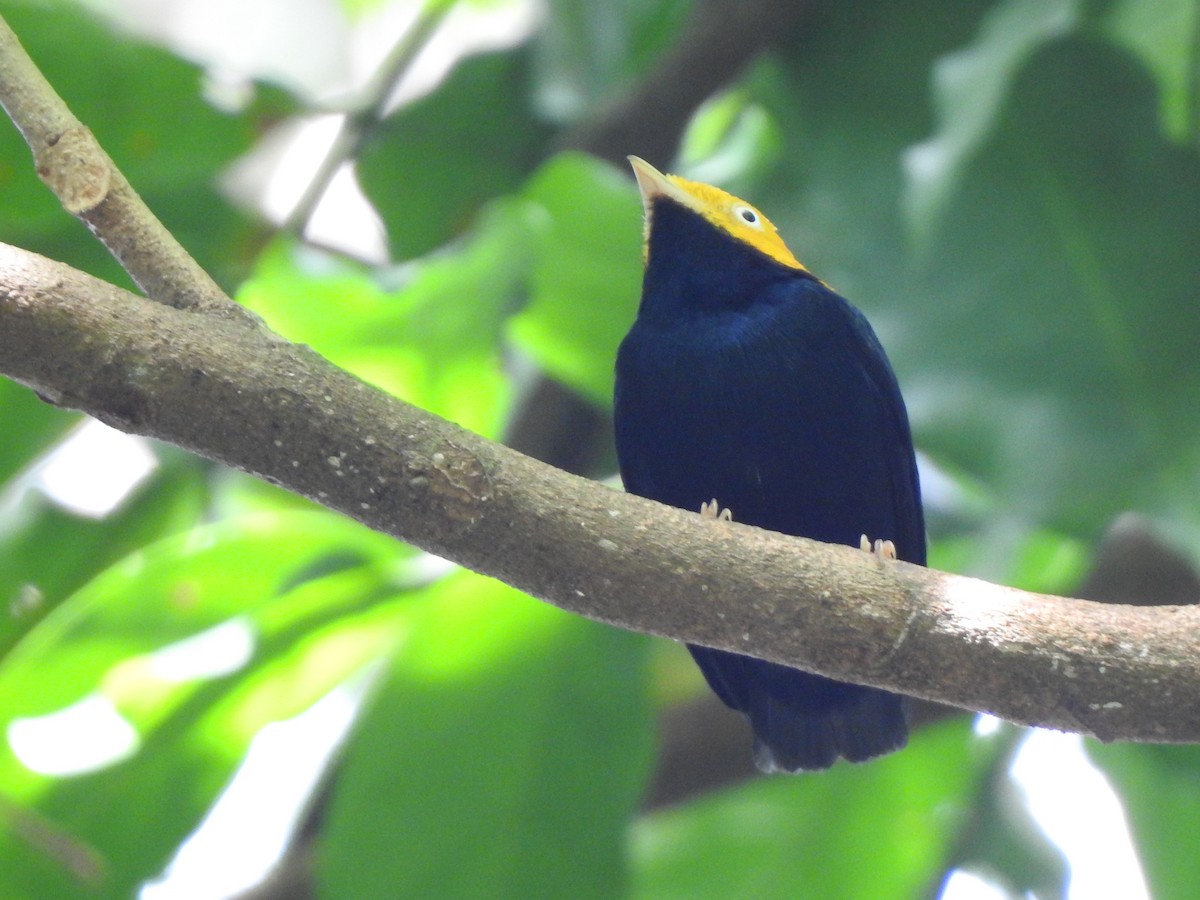 Golden-headed Manakin - ML192835701