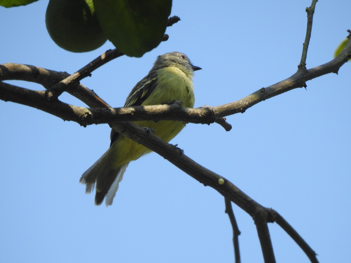 Yellow-olive Flatbill - ML192836101