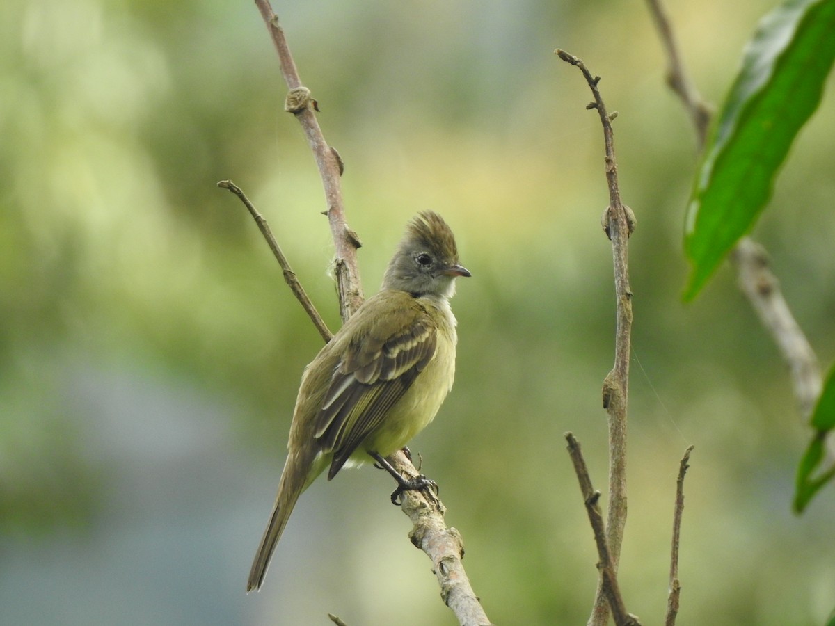 Yellow-bellied Elaenia - ML192836311