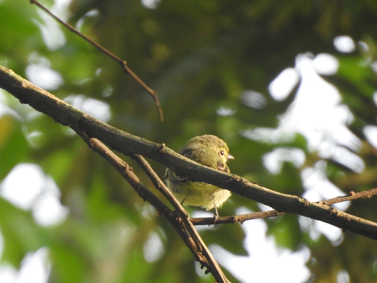 Golden-faced Tyrannulet - ML192836541
