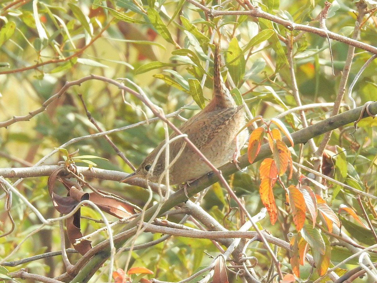 House Wren - ML192836861