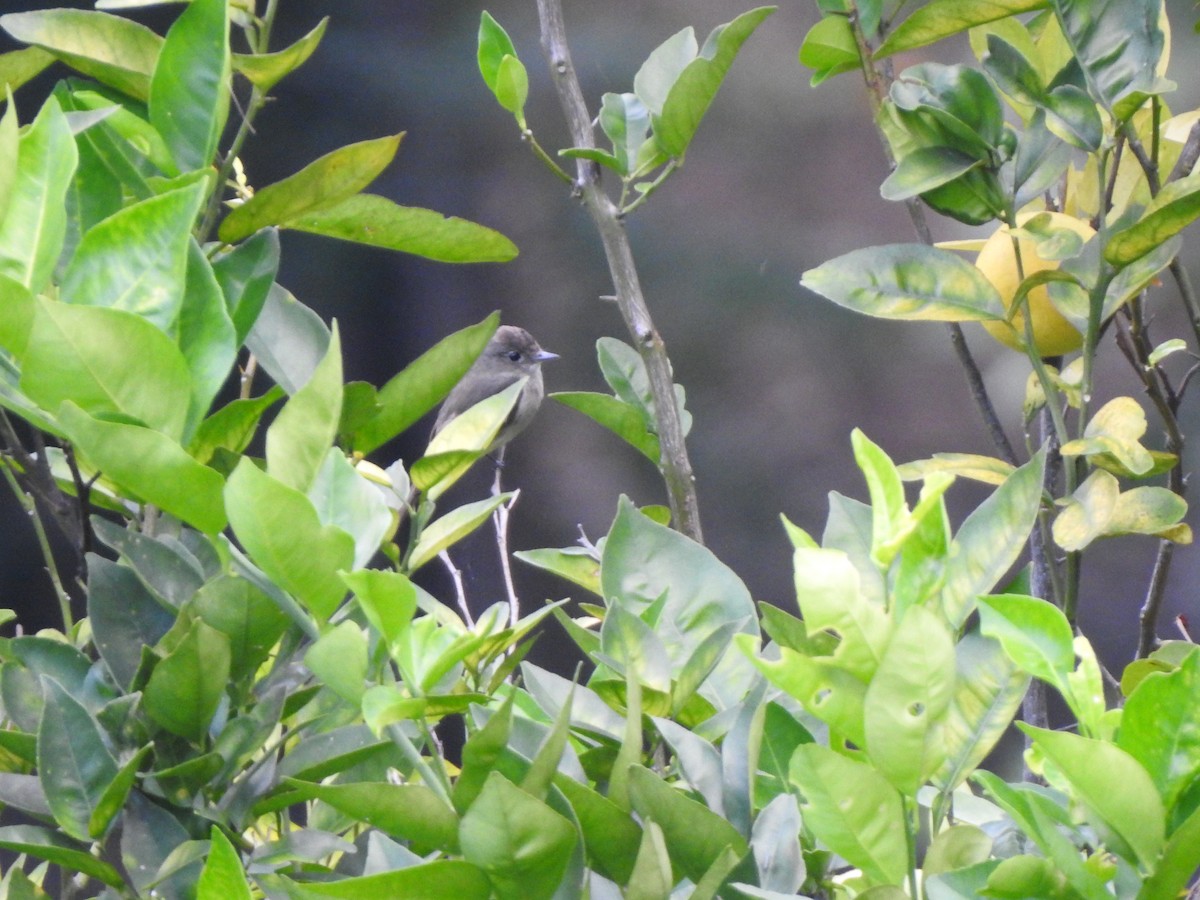 Western Wood-Pewee - ML192837101