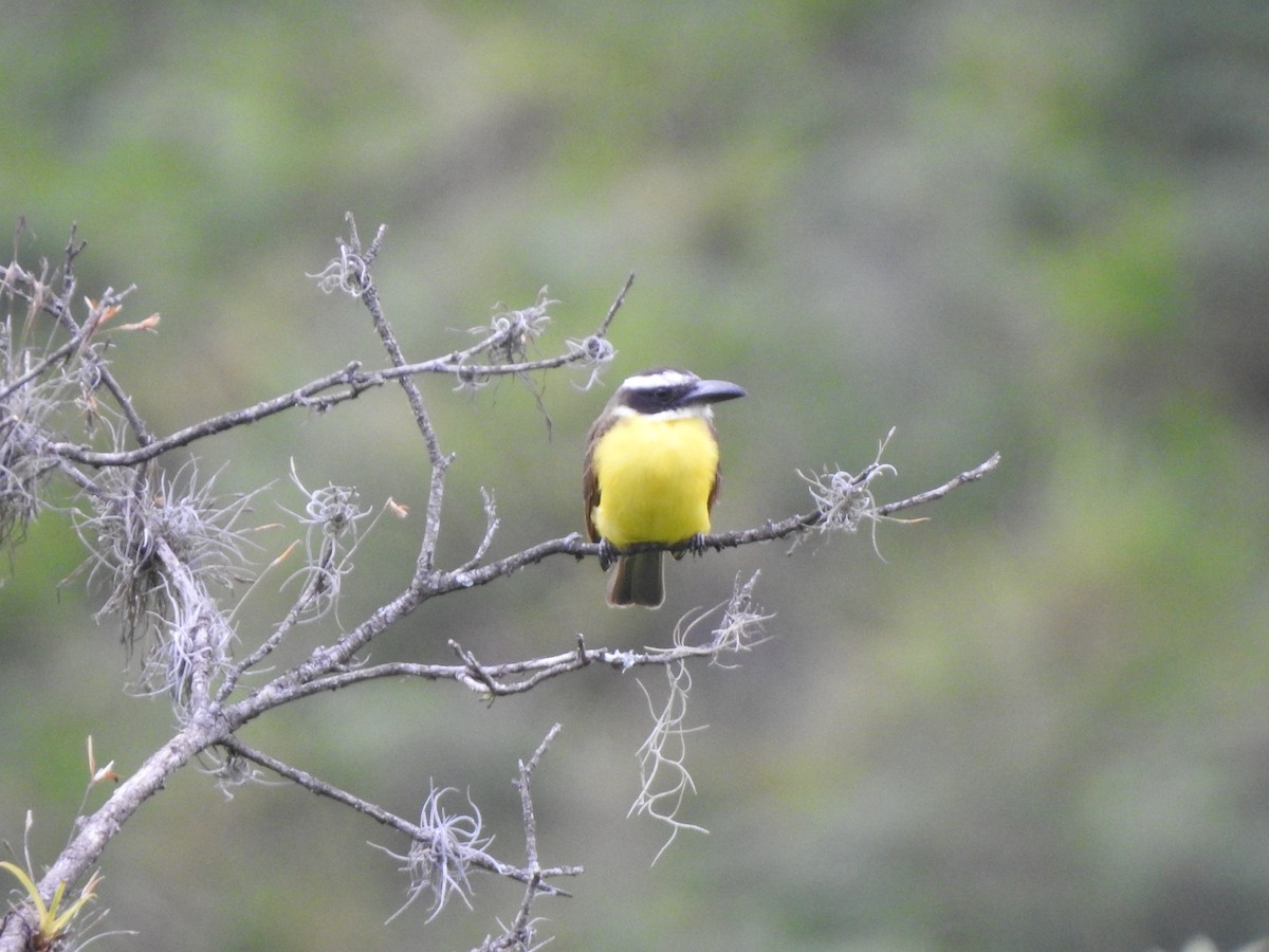 Boat-billed Flycatcher - ML192837211