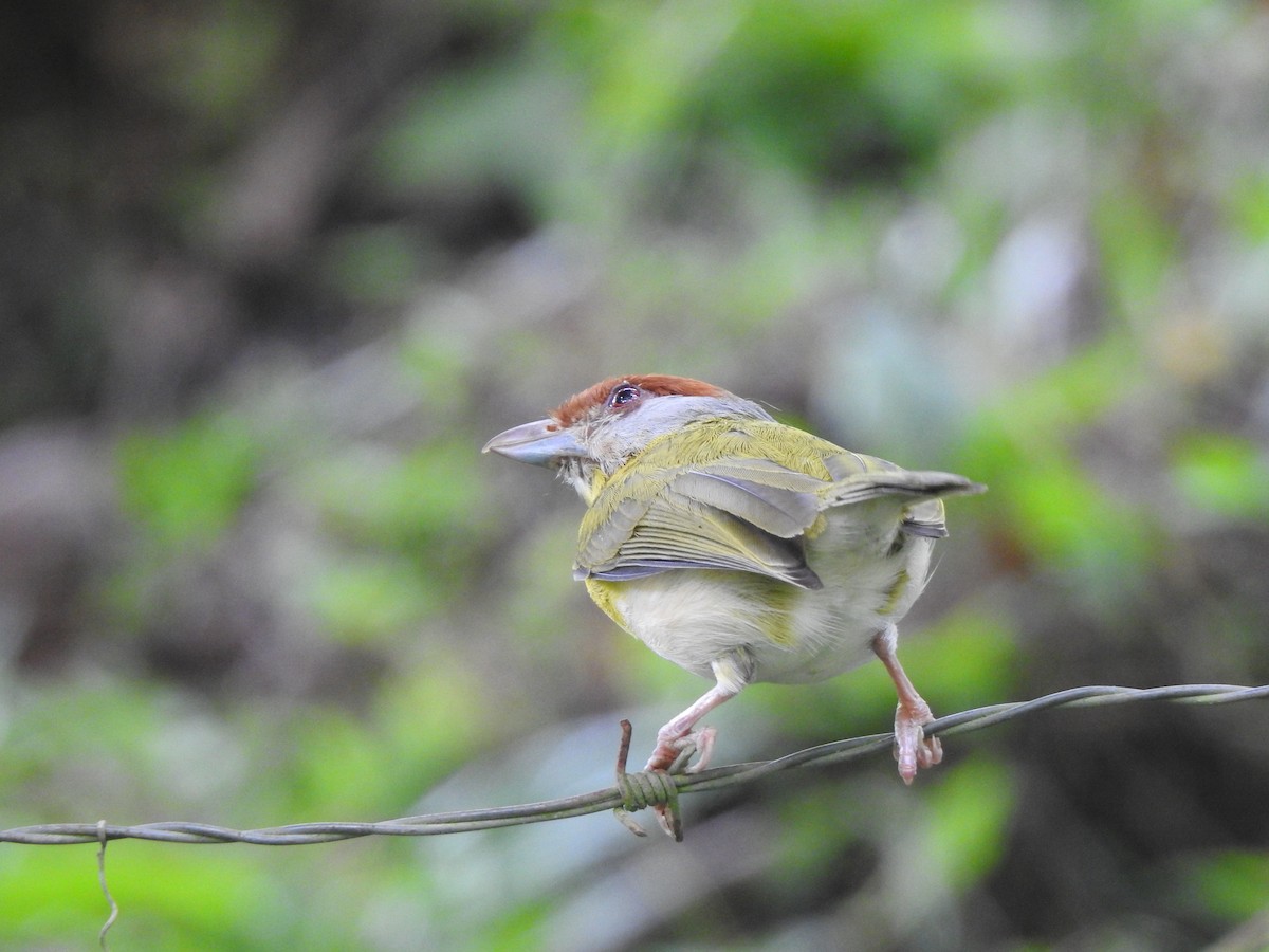 Rufous-browed Peppershrike - ML192837581