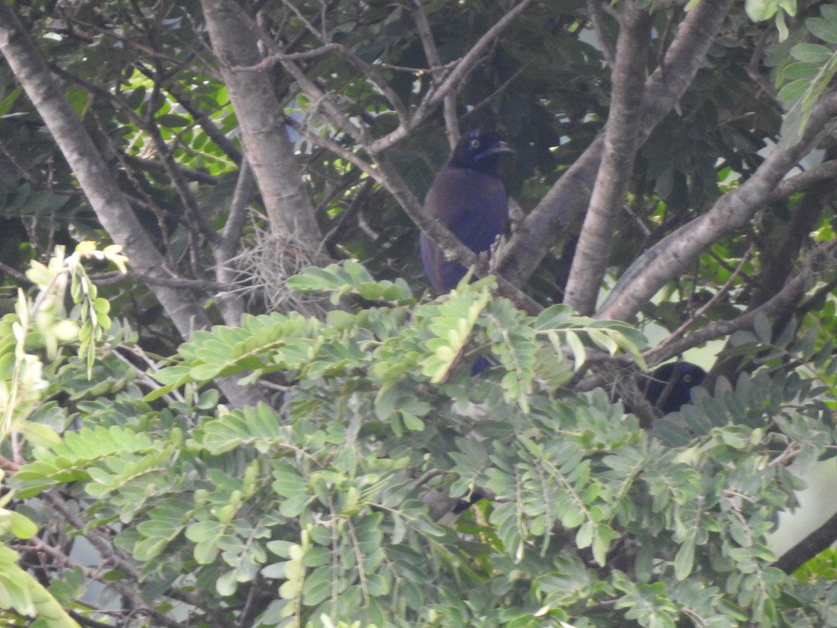 Black-chested Jay - ML192837651